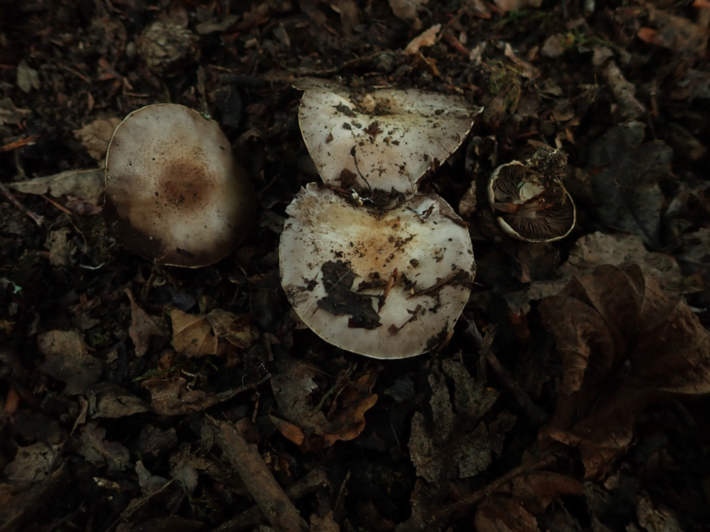 Photo © Penny Cullington Agaricus dulcidulus by Penny Cullington